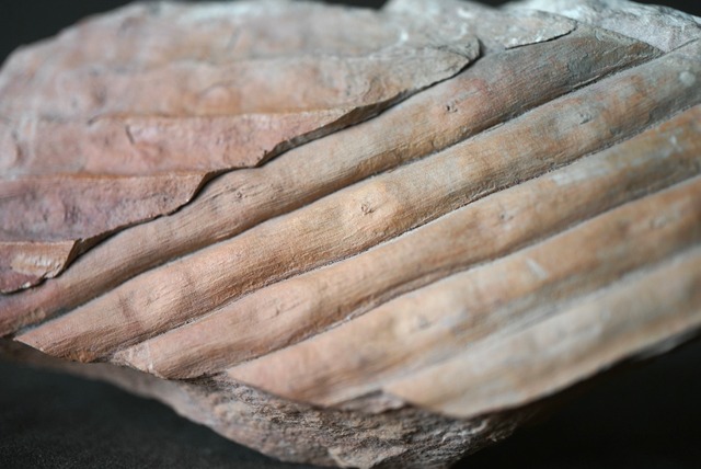 封印木化石 Sigillaria 1195