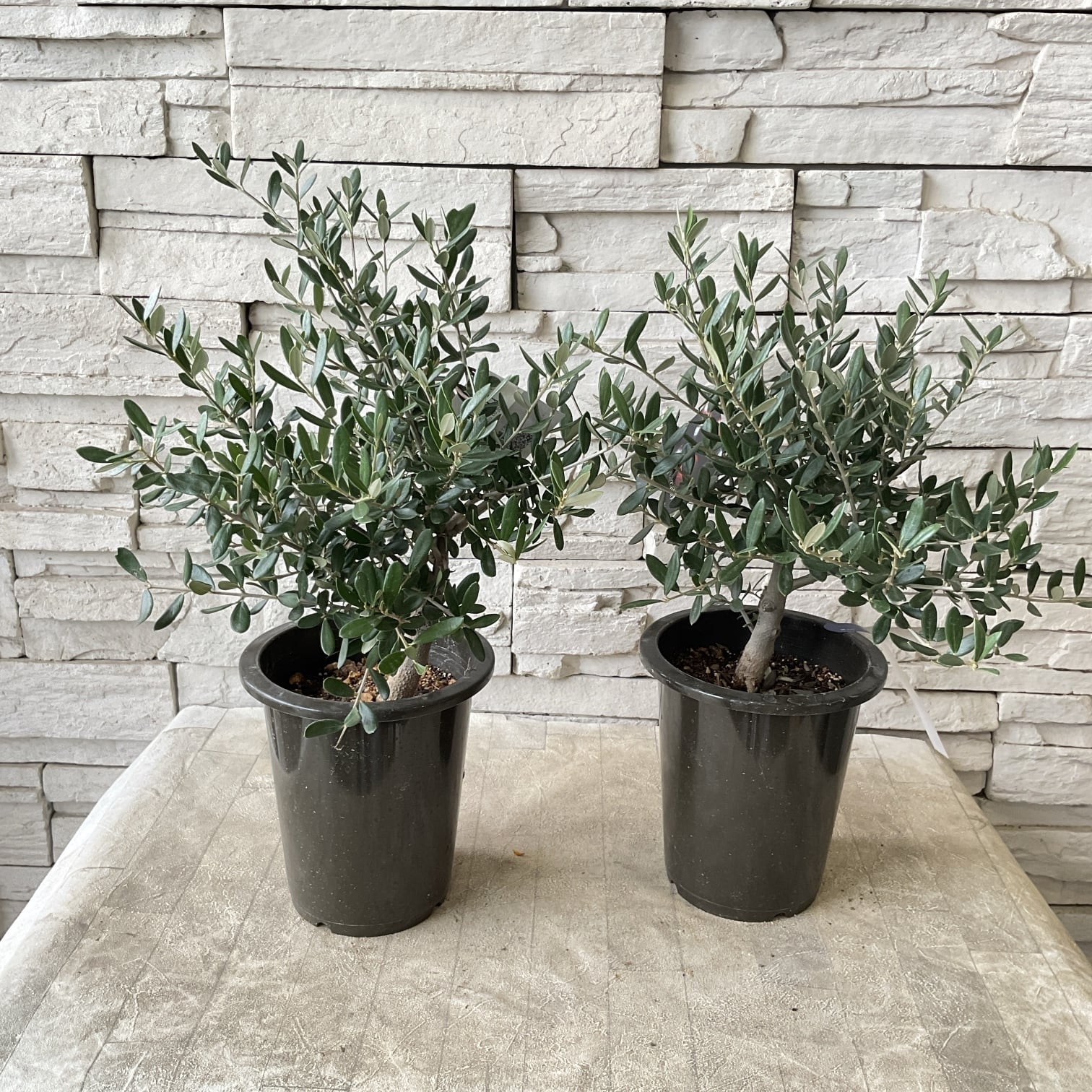 オリーブの木 | 橋本種苗園