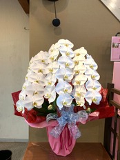 つちやフラワー配送　大輪　胡蝶蘭　鉢植え