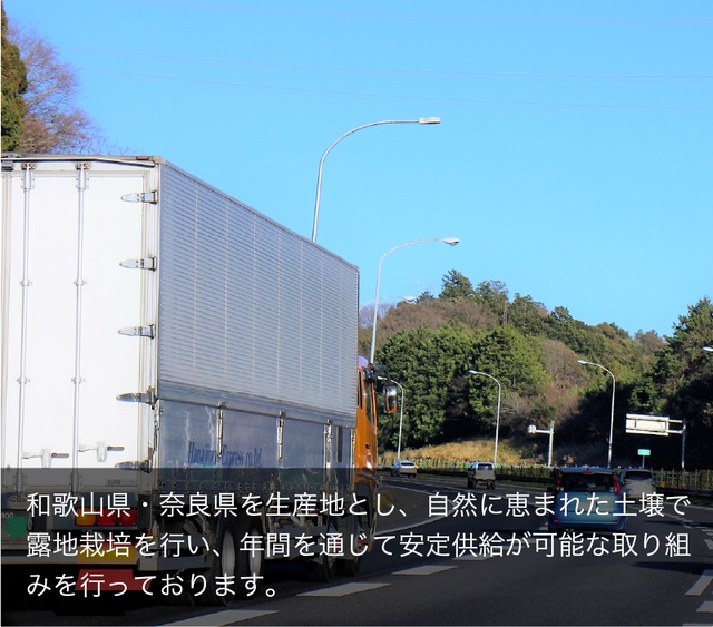 業務用原体ネギ 10キロ 国産【140サイズ】