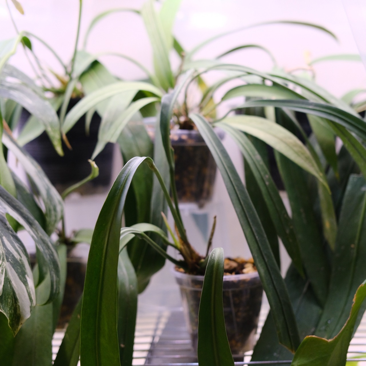 アンスリウム ビッタリフォリウム / Anthurium Vittarifolium② / 観葉植物<育て方・花言葉>