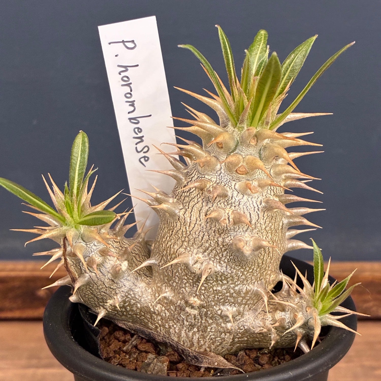 PROTOLEAF プロトリーフ
