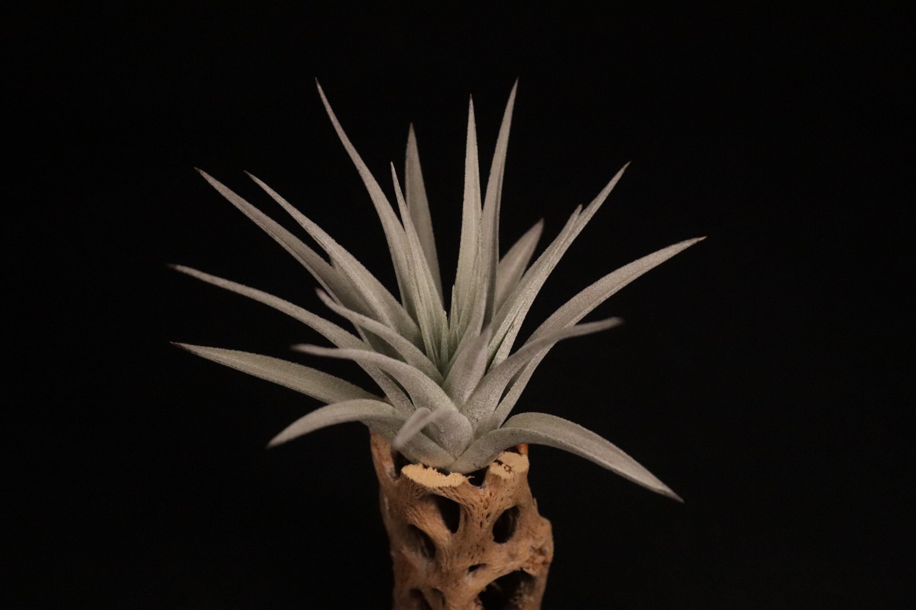 duratii 3XL Multiple Heads〔エアプランツ〕T3057 duratii 3XL Multiple Heads〔エアプランツ〕T3057 【公式通販】