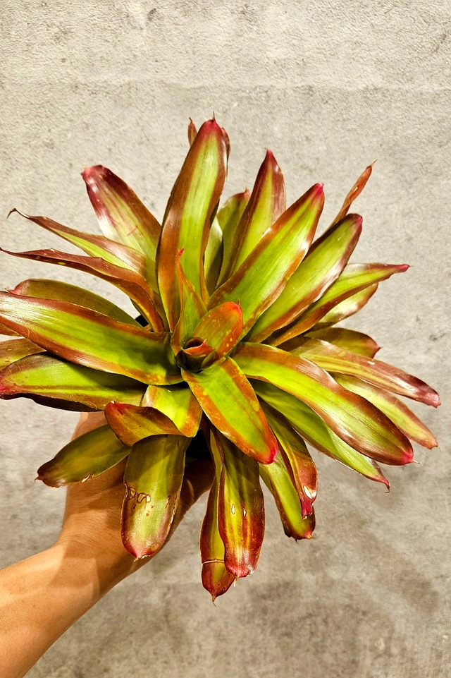 Neoregelia 'Shelldance【artPLANTs】ネオレゲリア/タンクブロメリア