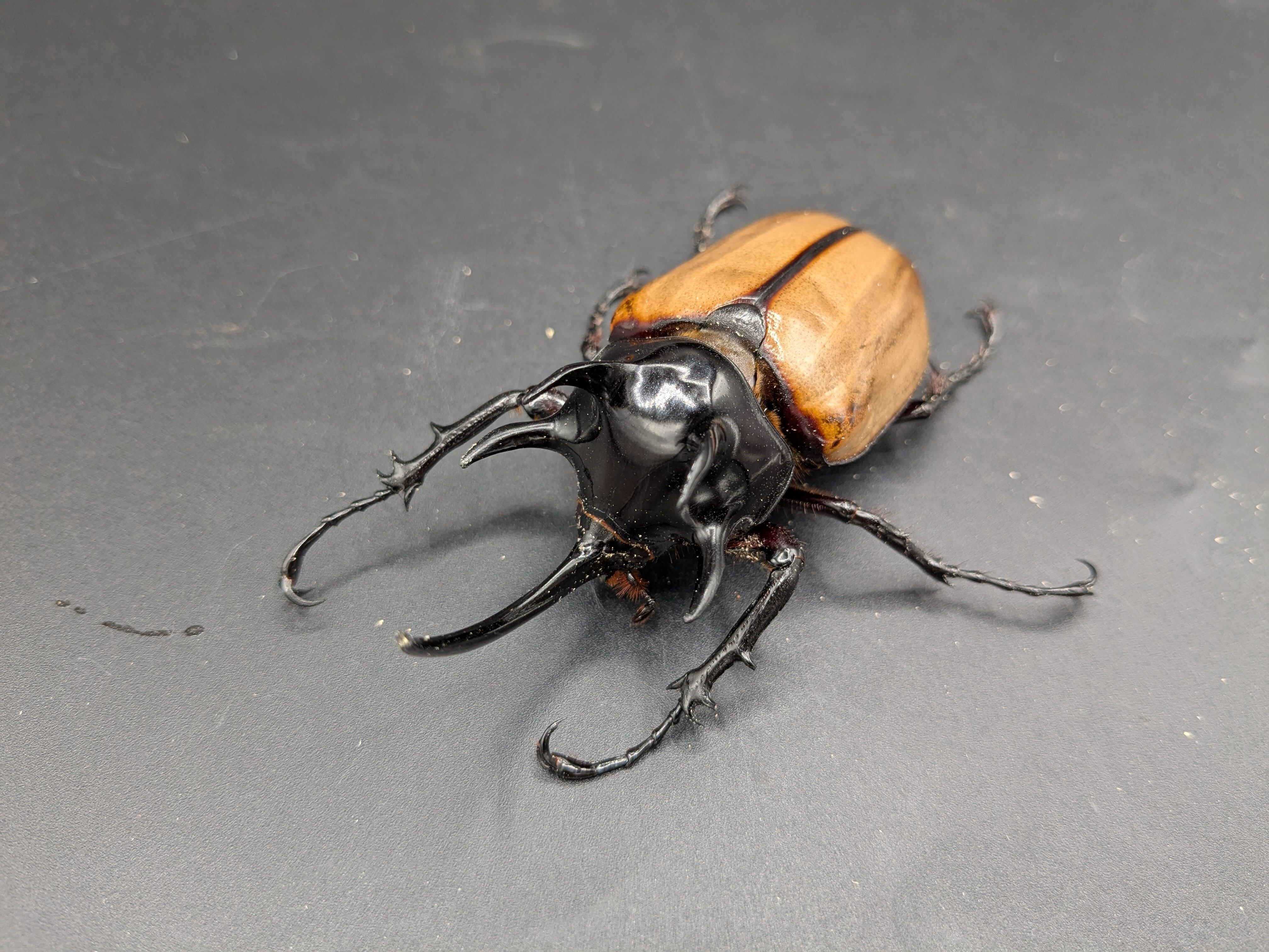 ゴホンズノカブト WDペア