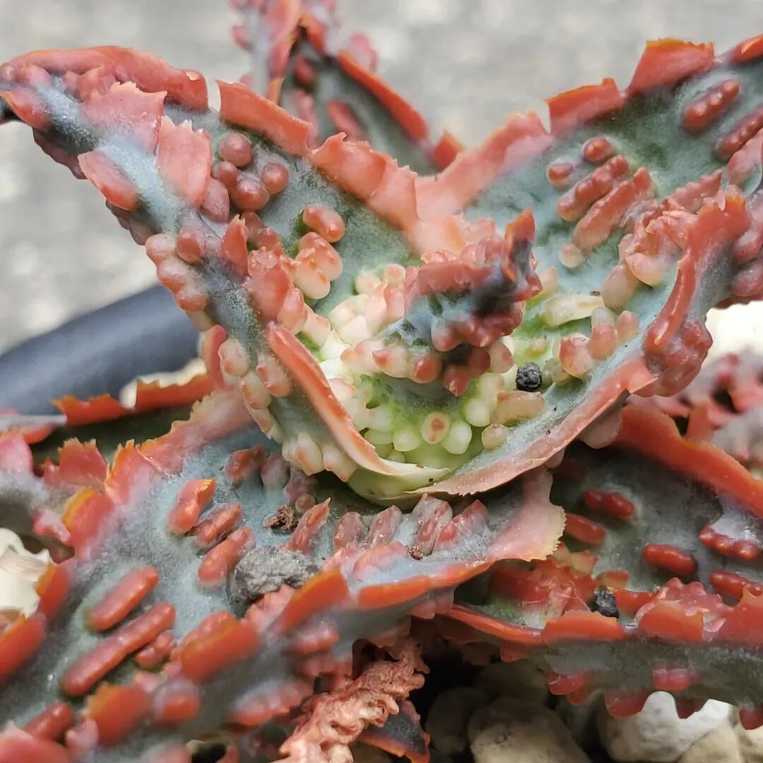 F00016_Aloe 'Lava'（TCT）：アロエ・ラヴァ（TCT） | レアプランツ