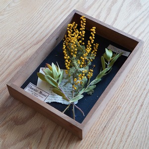 再販:ボタニカルフレームアレンジ(植物標本箱/ミモザ)