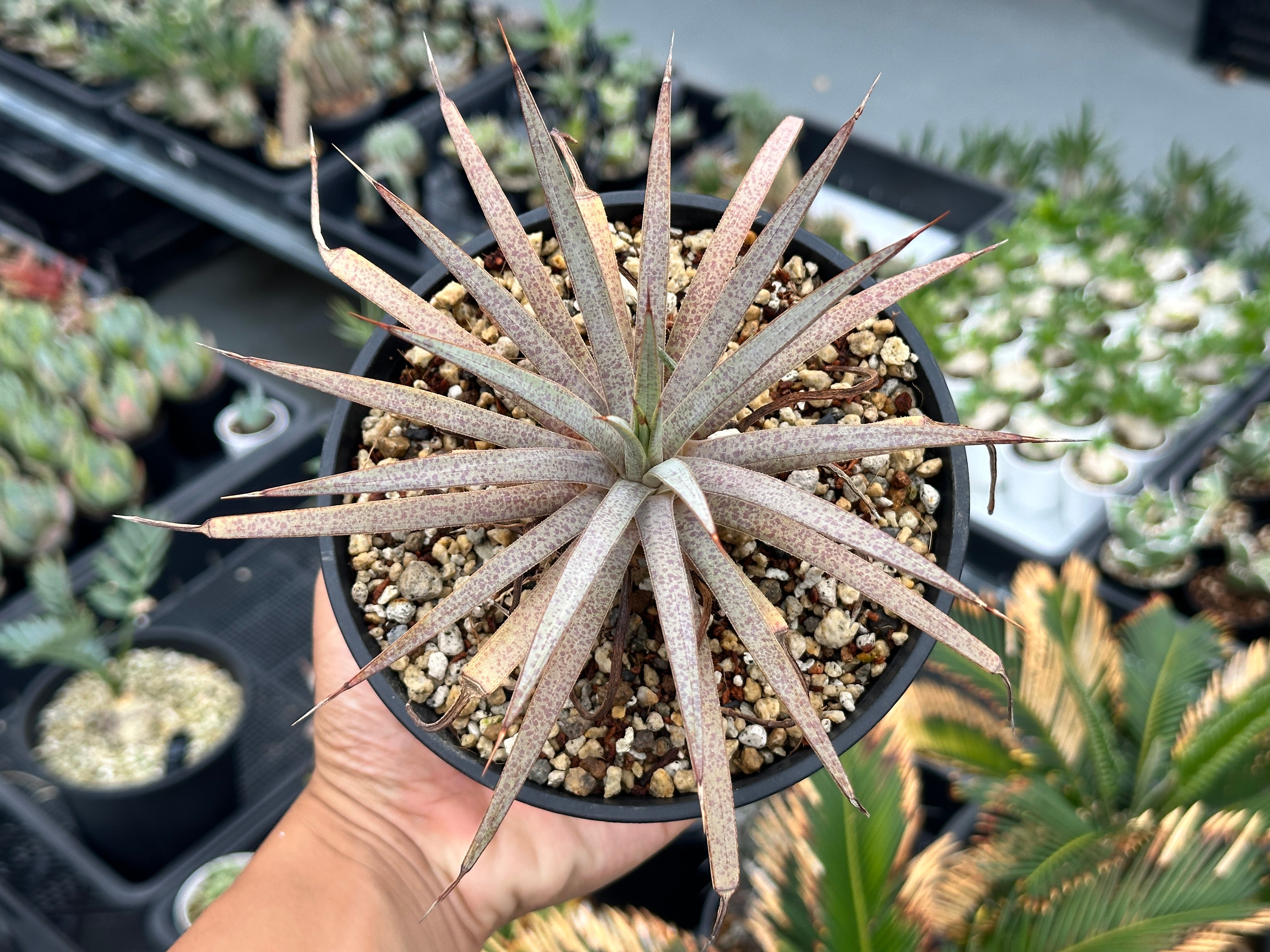 アガベ チタノタ ビッグスパイン | THE CORE