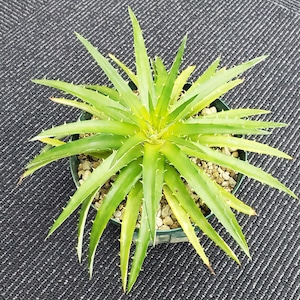 a0500_Dyckia ‘Pallaphat’ (BCR:13043)：ディッキア・パラファット