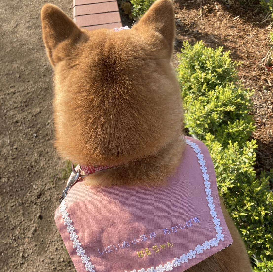 セーラーカラー お名前刺繍入り 可愛いセーラー服型スタイ 犬用付け襟