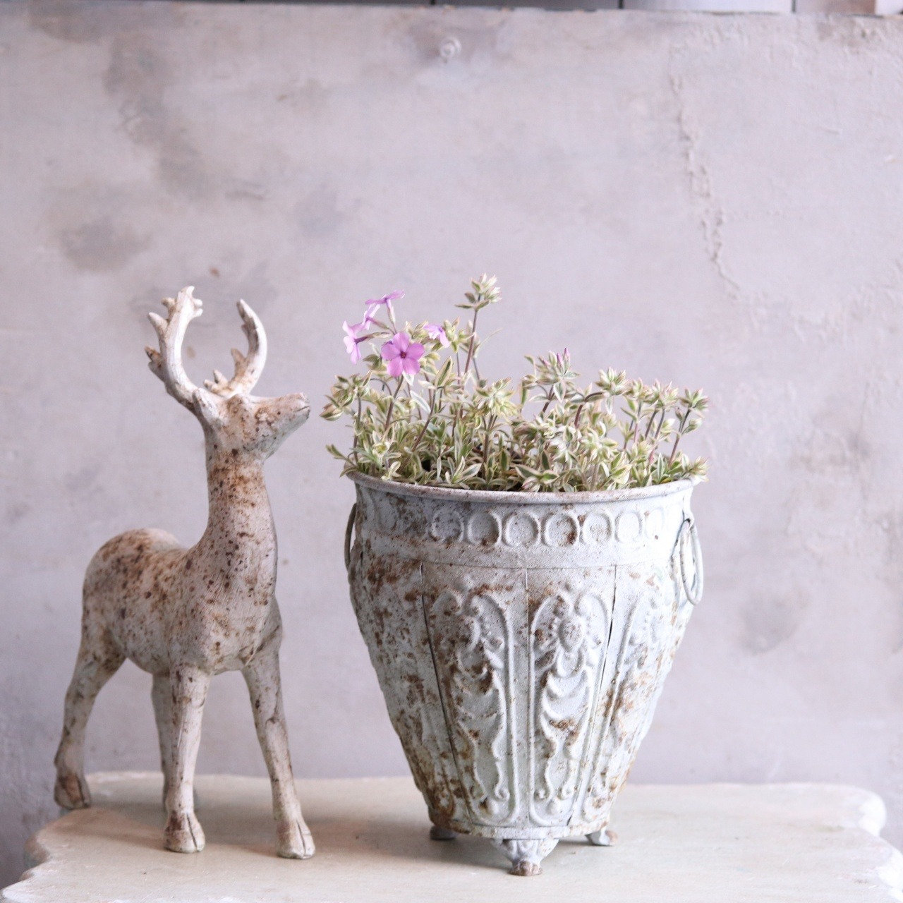 宿根フロックス プロクンベンス バリエガータ　寄せ植えにオススメ　ピンクのお花　庭、花壇にオススメ　丈夫　初心者にオススメ　