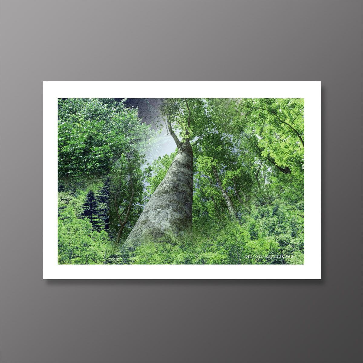 ポストカード『森の扉』12枚セット | 写真家 津熊清嗣 癒しの世界