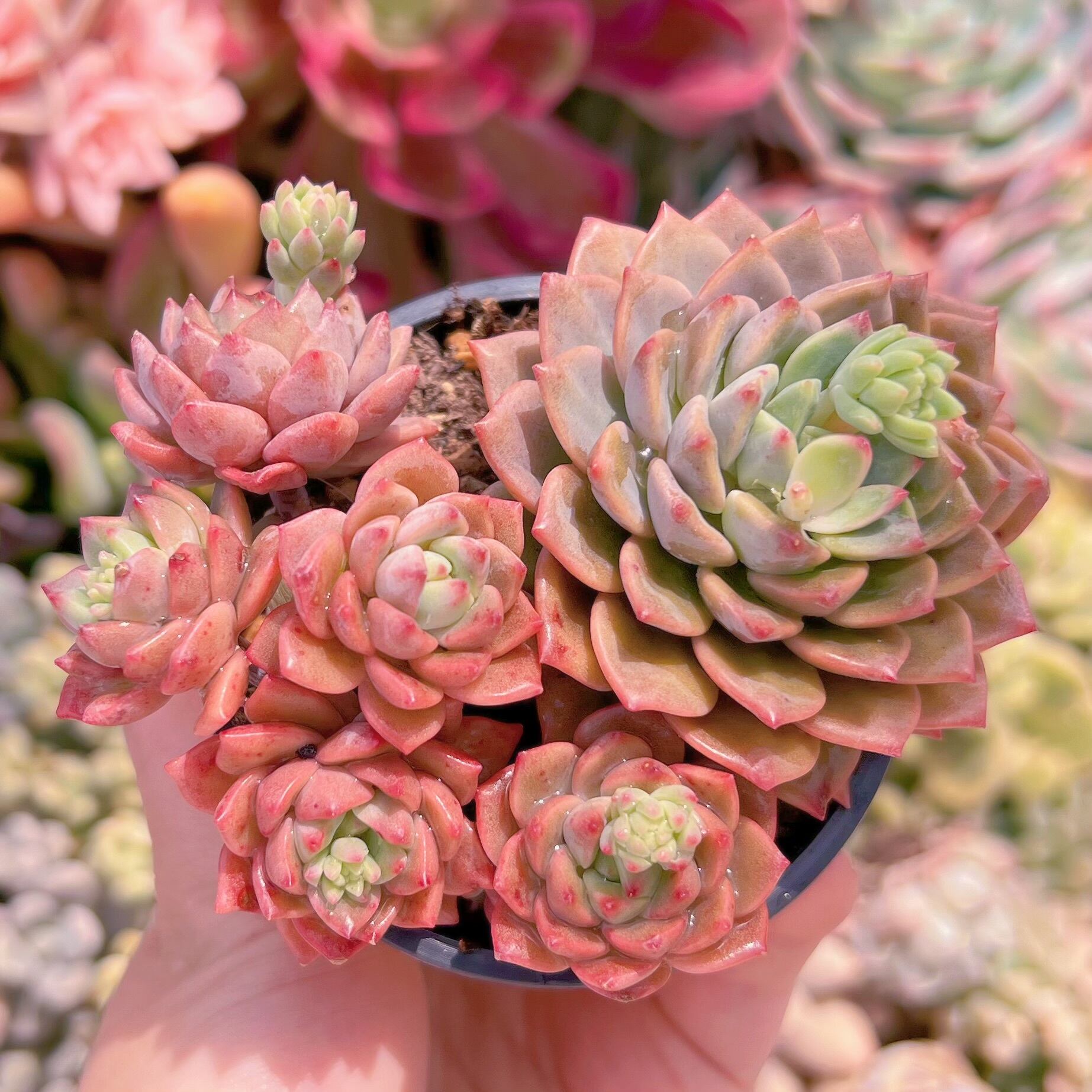 現品　沙羅姫蓮華#C44　るる農園