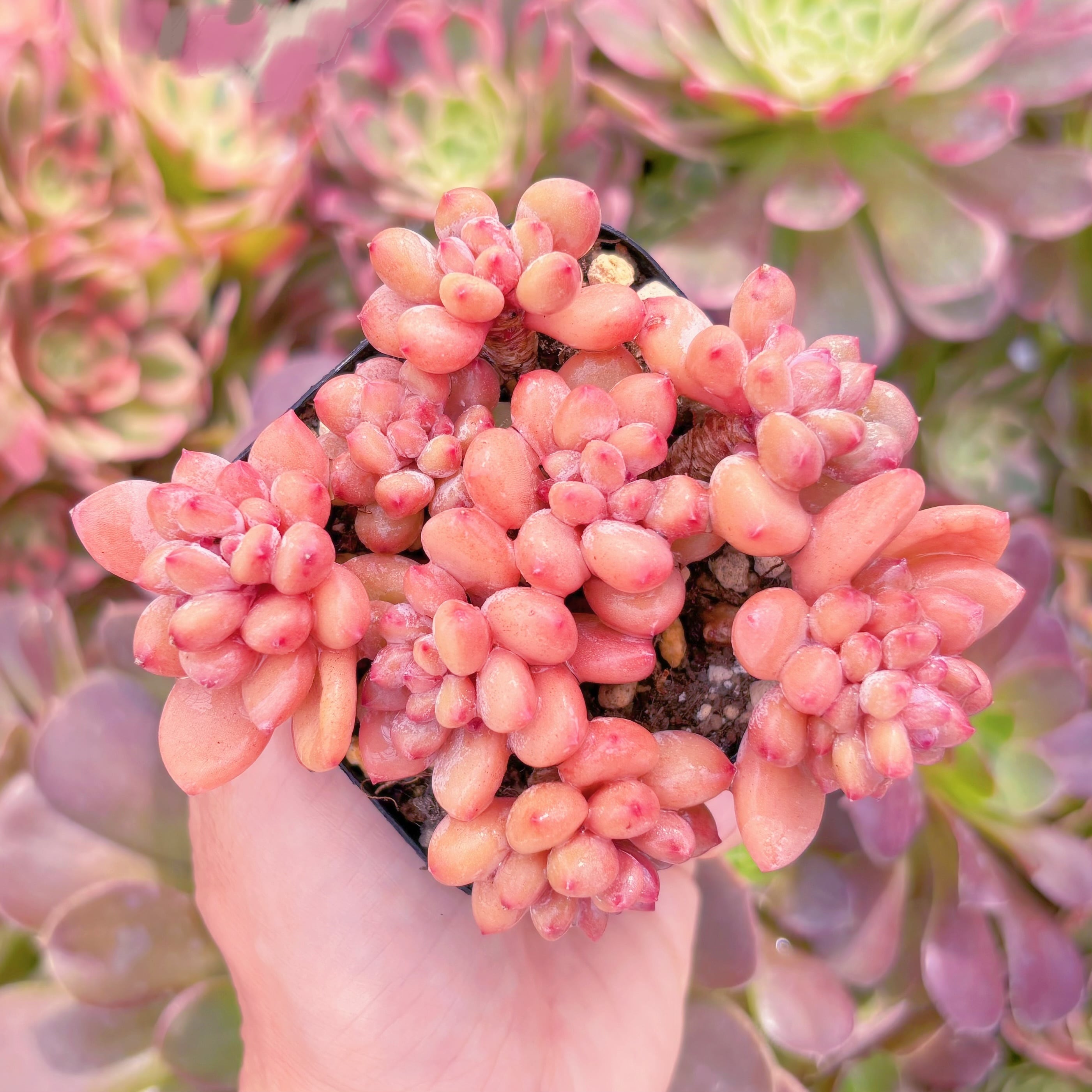 現品　紅小珠(べにこだま)#F095　群生　新入荷　るる農園