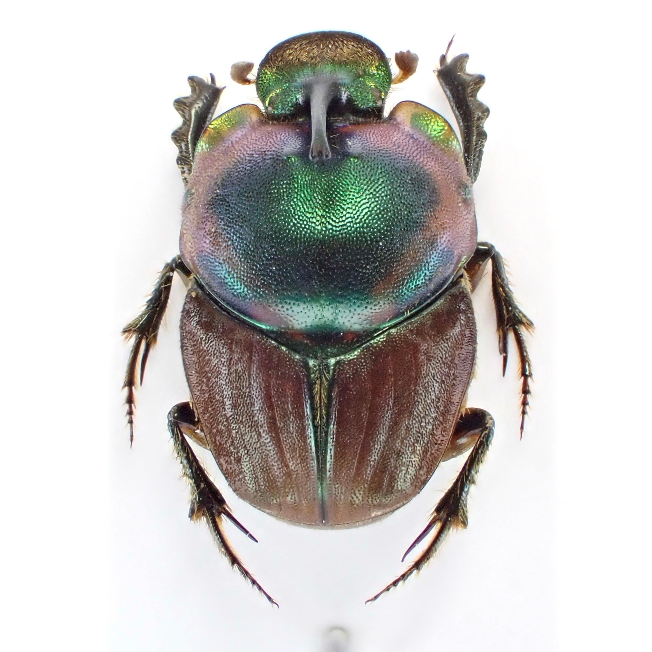 タンザニア産 Proagoderus loricatus ♂ 12mm | 昆虫標本