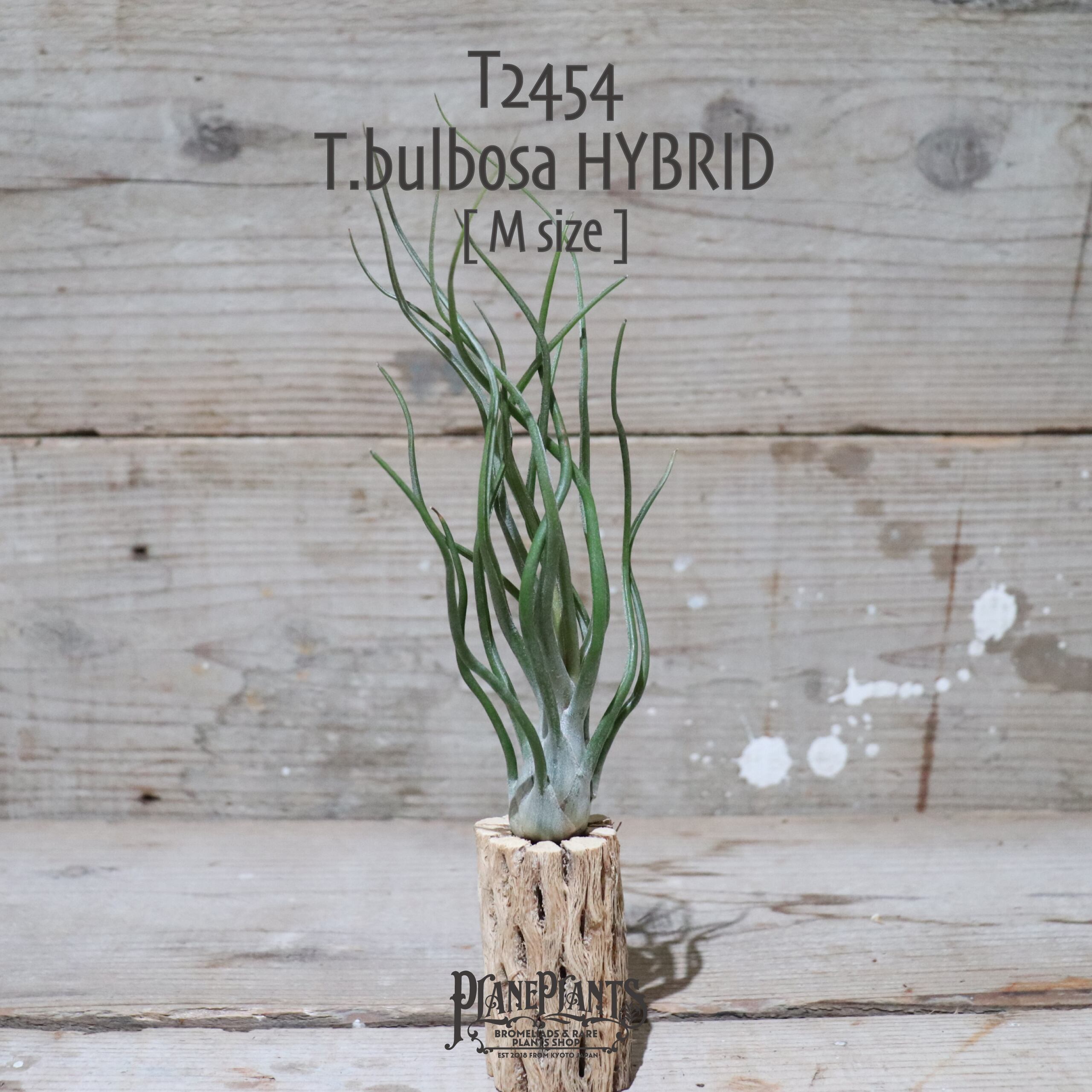 【送料無料】bulbosa HYBRID M〔エアプランツ〕現品発送T2454
