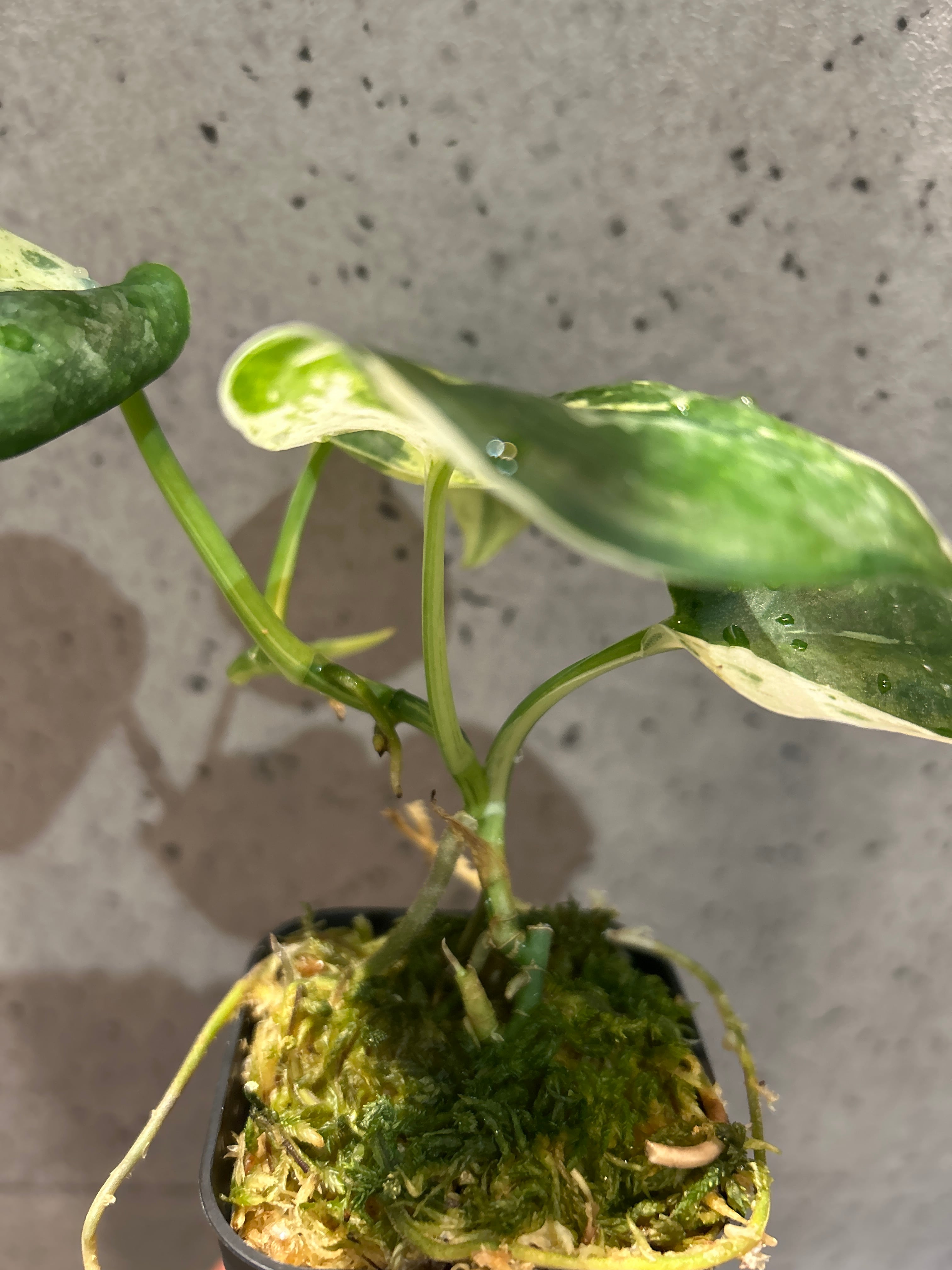 S187 スキンダプサス シルバーサテン | MIDORIYA 観葉植物専門店