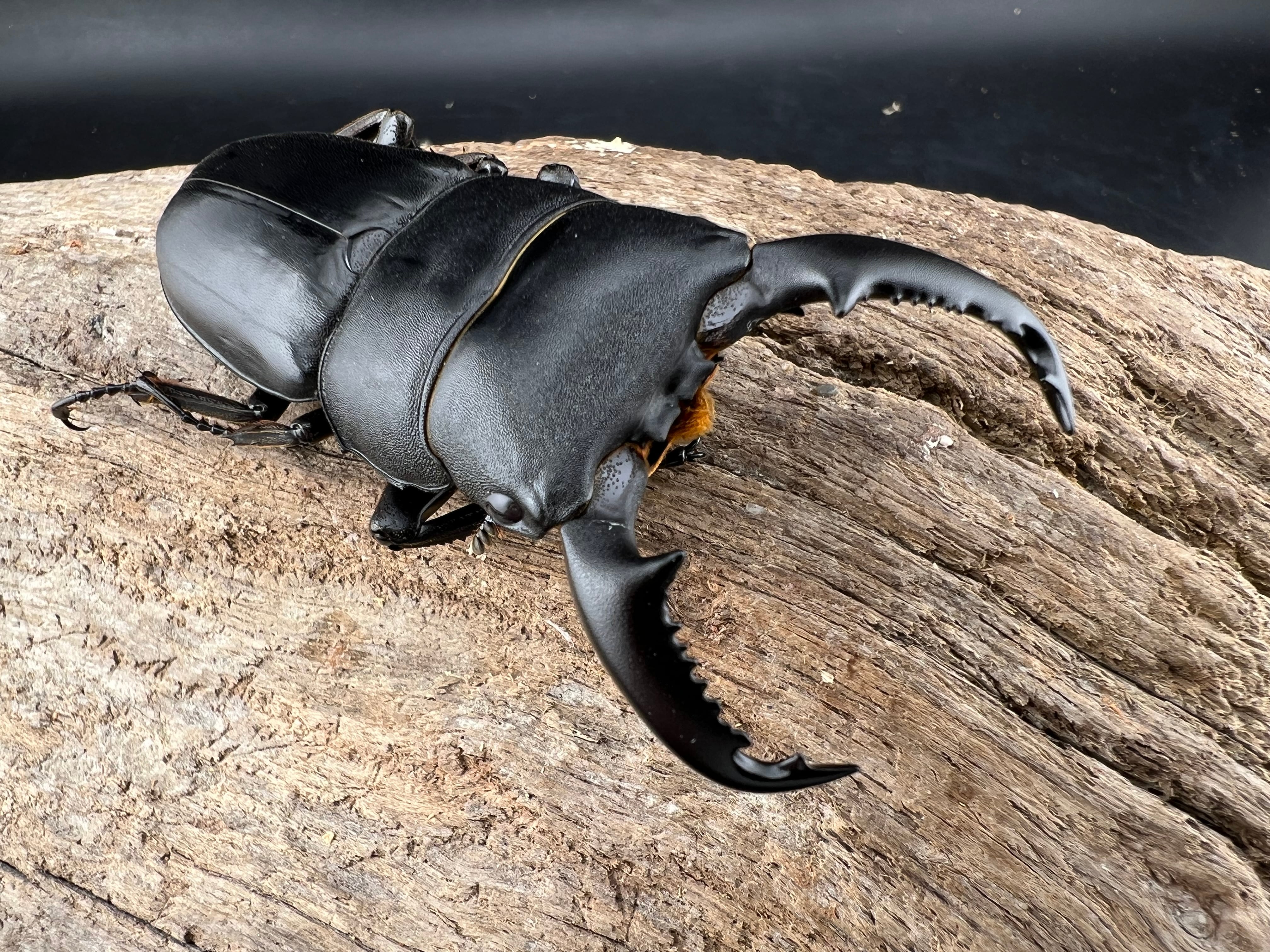 送料無料!!【1500個】プロゼリー 16g | KPW公式オンラインショップ