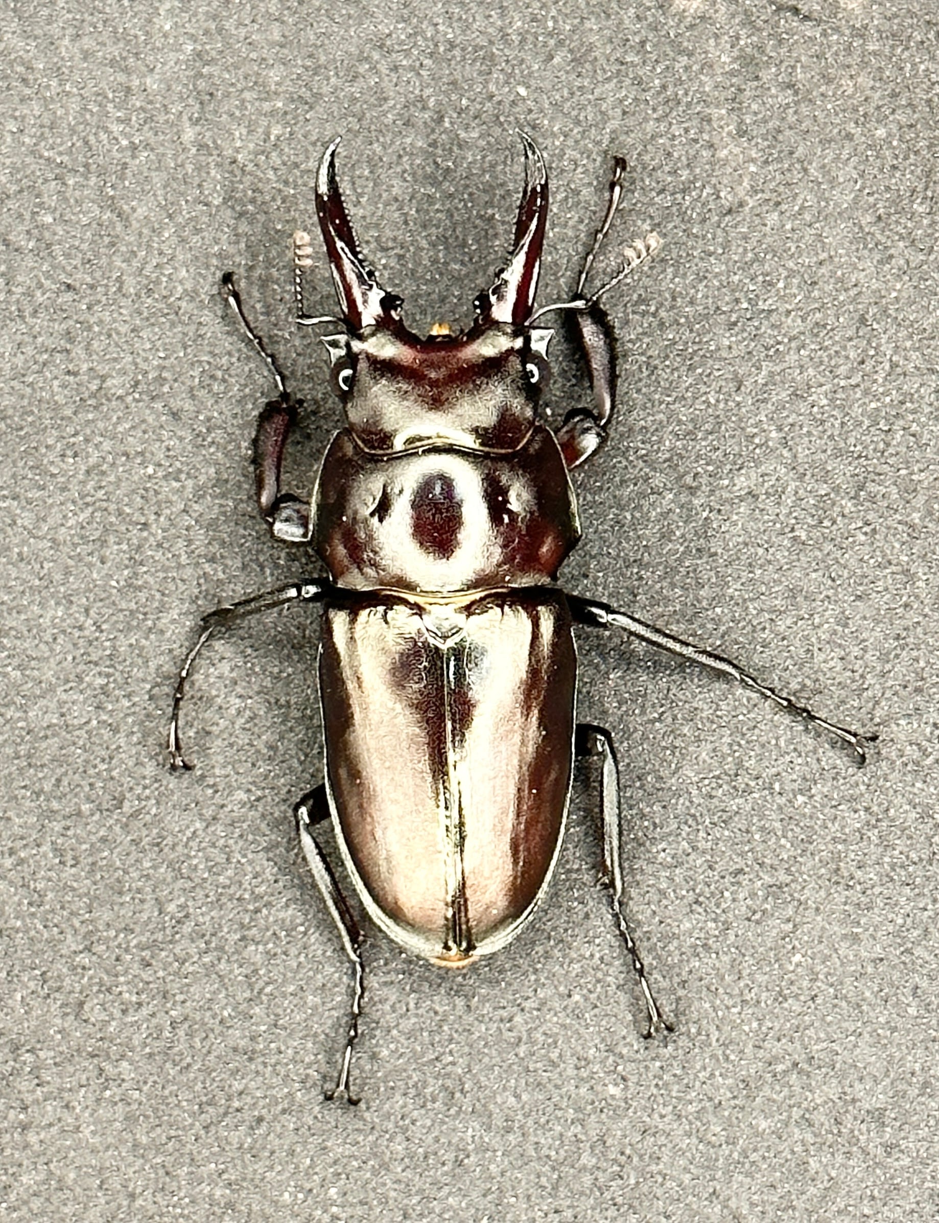 ネイチャーフィール