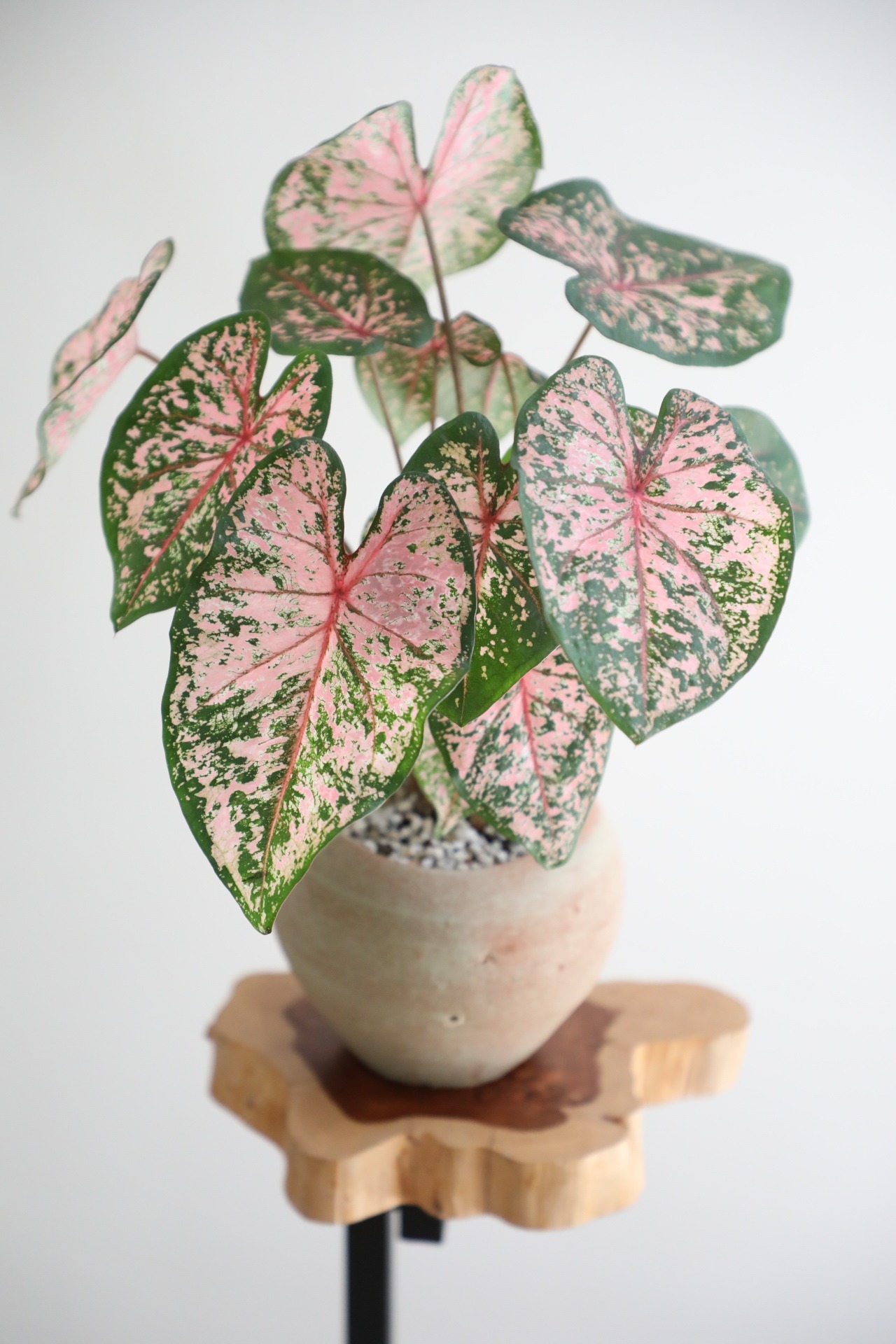 【M】カラジウム ピンク/caladium pink　※陶器鉢付き