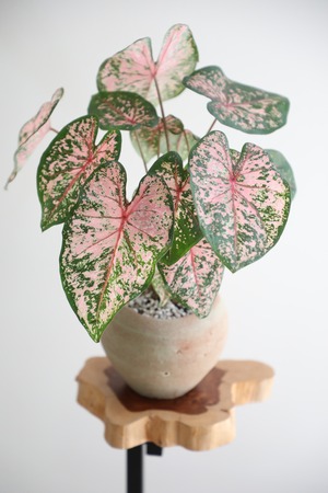 【M】カラジウム ピンク/caladium pink　※陶器鉢付き