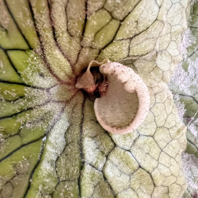 ビカクシダ グランデ 板付 【観葉植物 壁掛け コウモリラン】