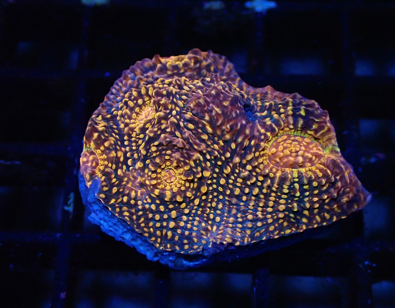 Chalice UltraGrade From Austraria 2