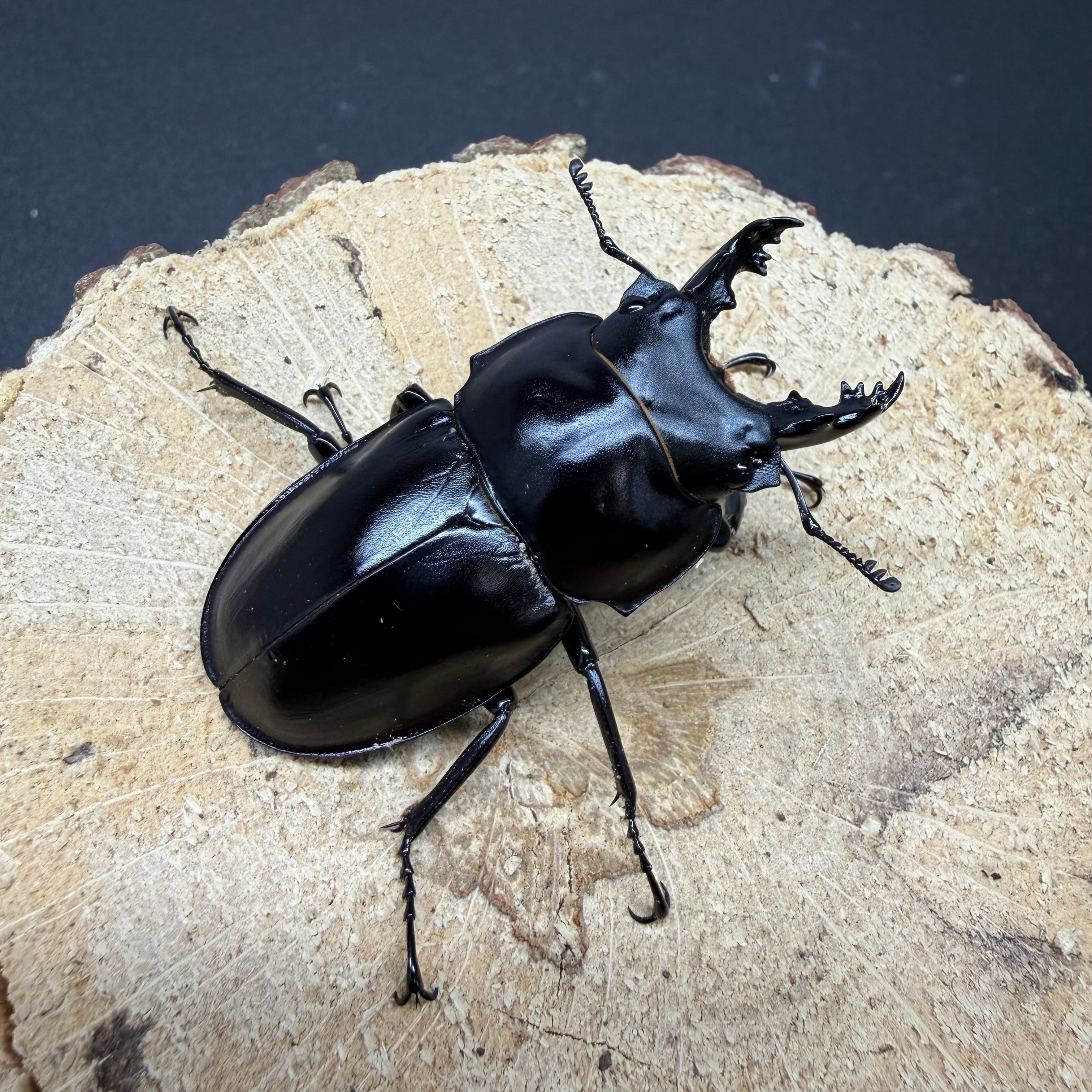 西表島産ヤエヤママルバネクワガタ♂56mmペア | ドルクスあかね
