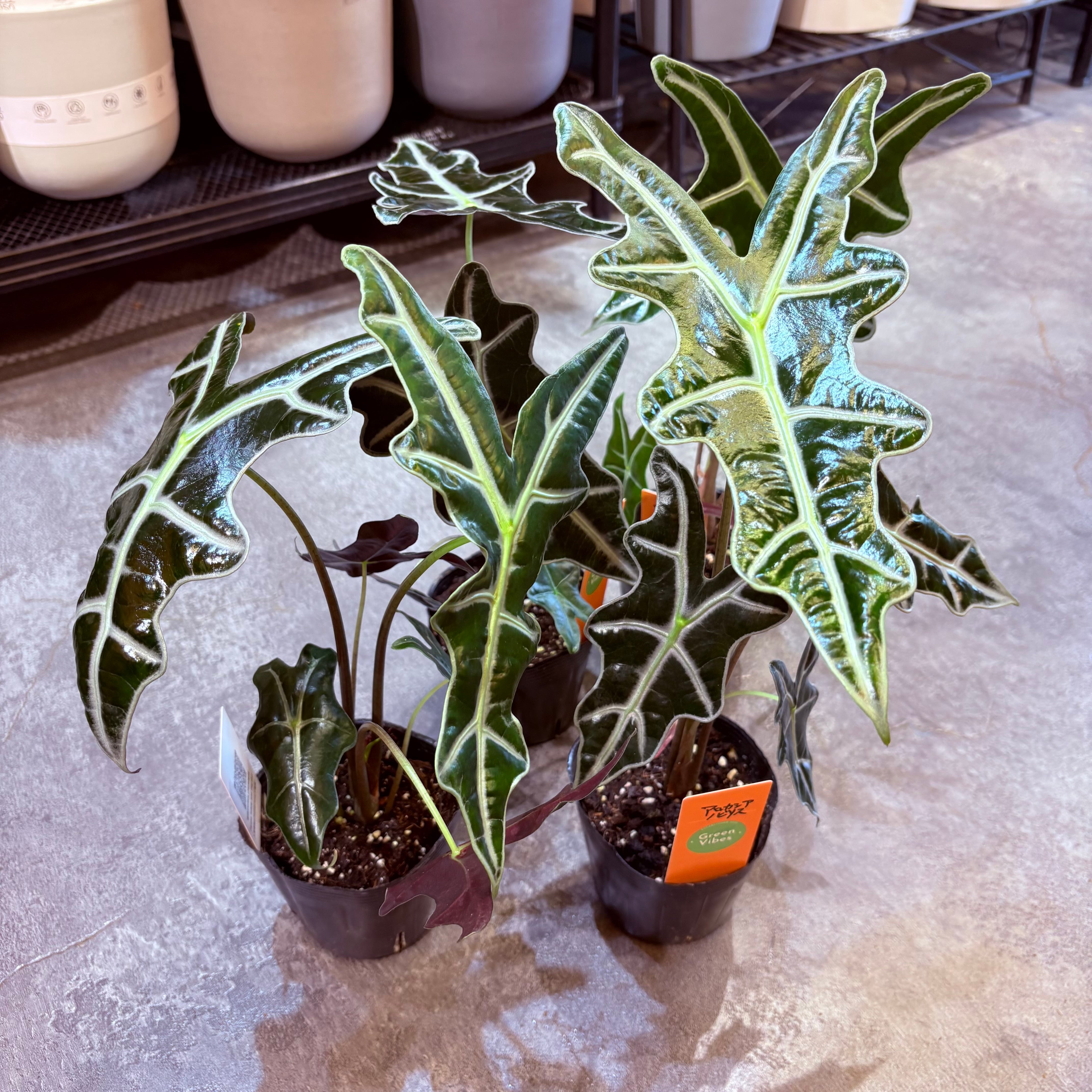 アロカシア ノビリス 3.5号 | Green Vibes 宇都宮市の観葉植物専門店