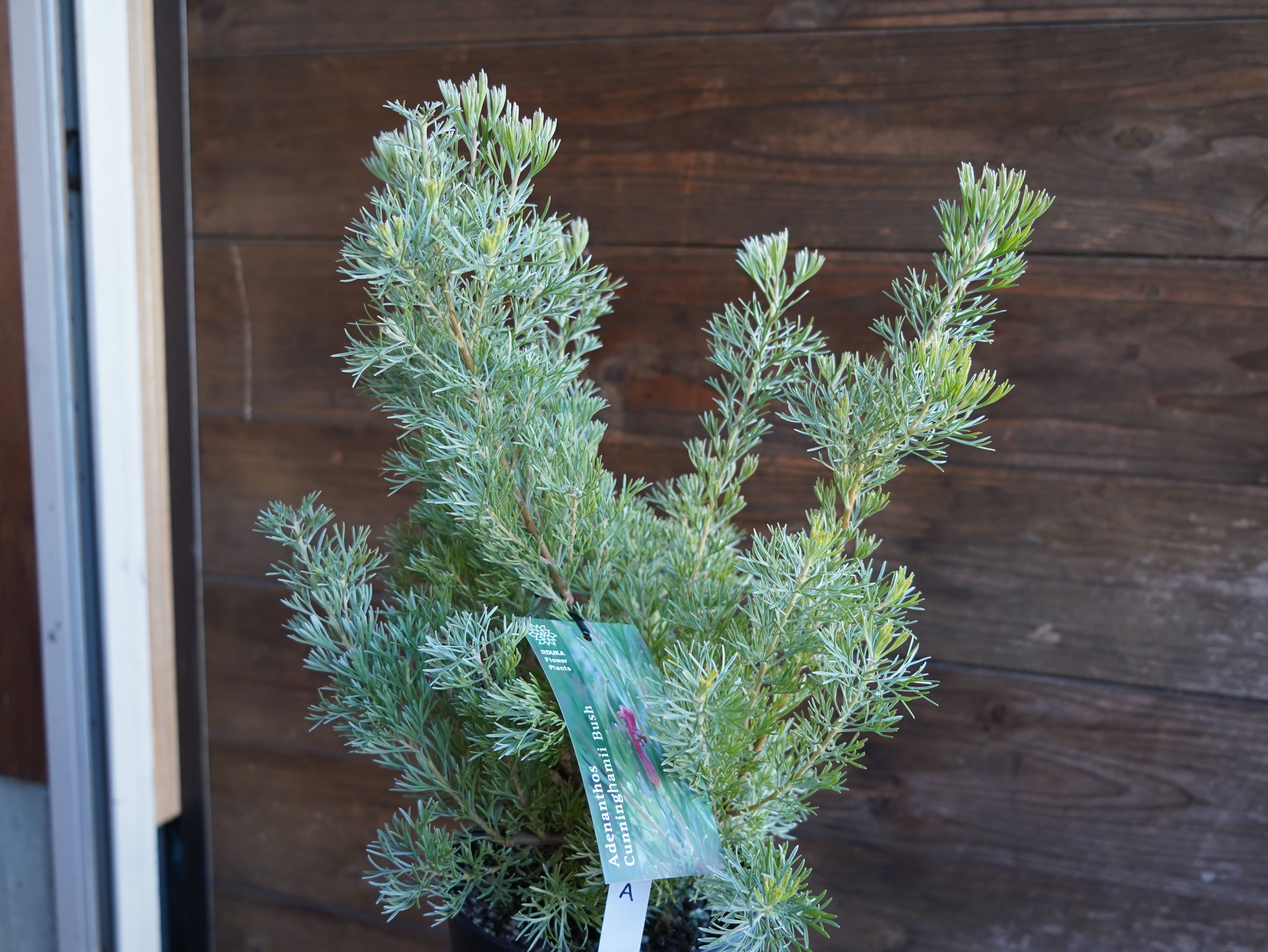 【現物】アデナンサス　”カニングハーミルブッシュ”　A