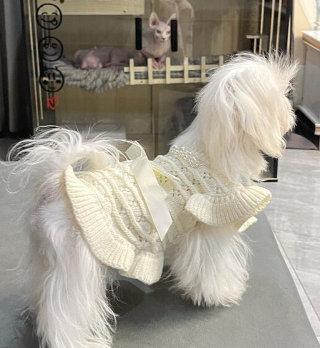 《予約》№3101934 ホワイトニットワンピース