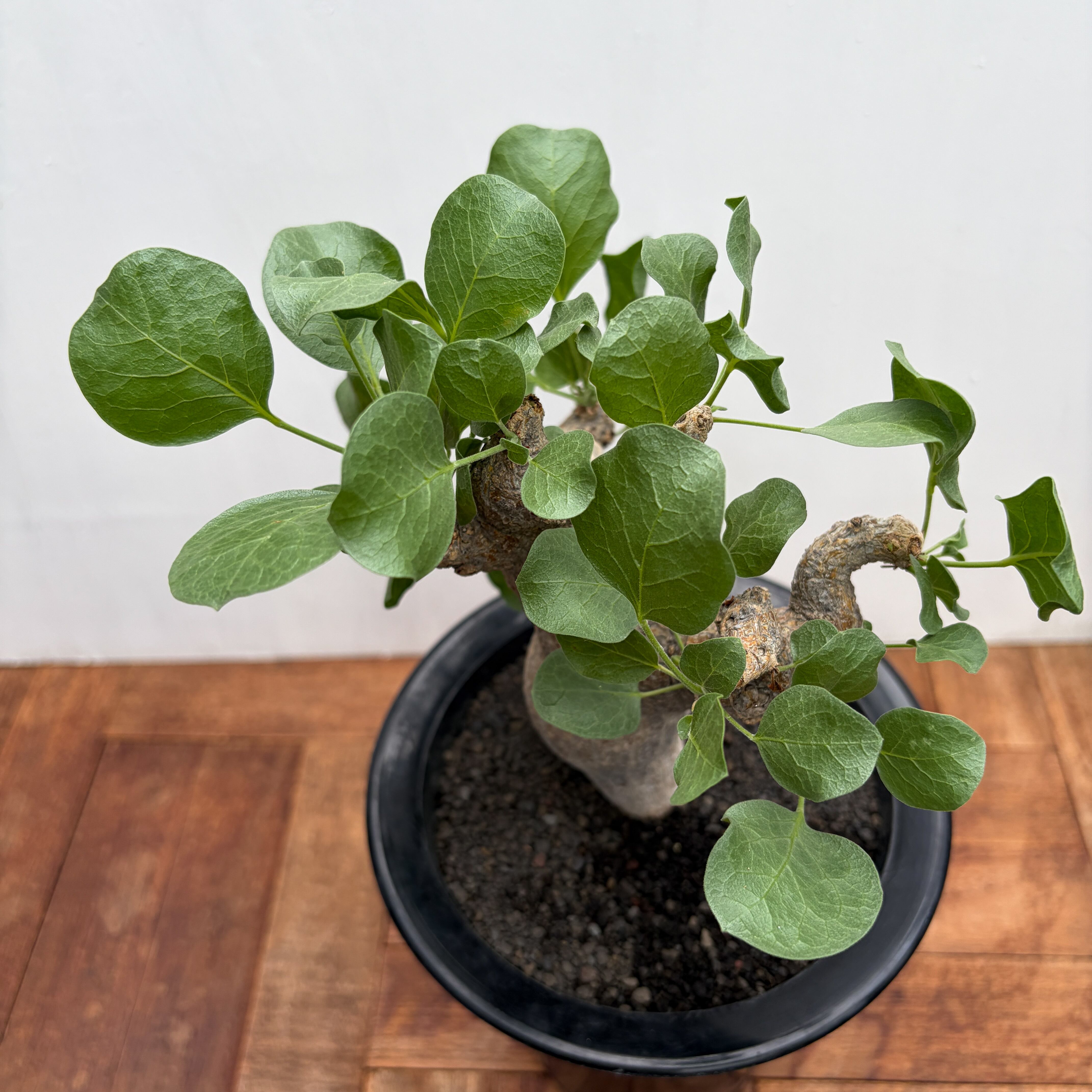 Commiphora drakebrockmanii【コミフォラ・ドレイクブロックマニー