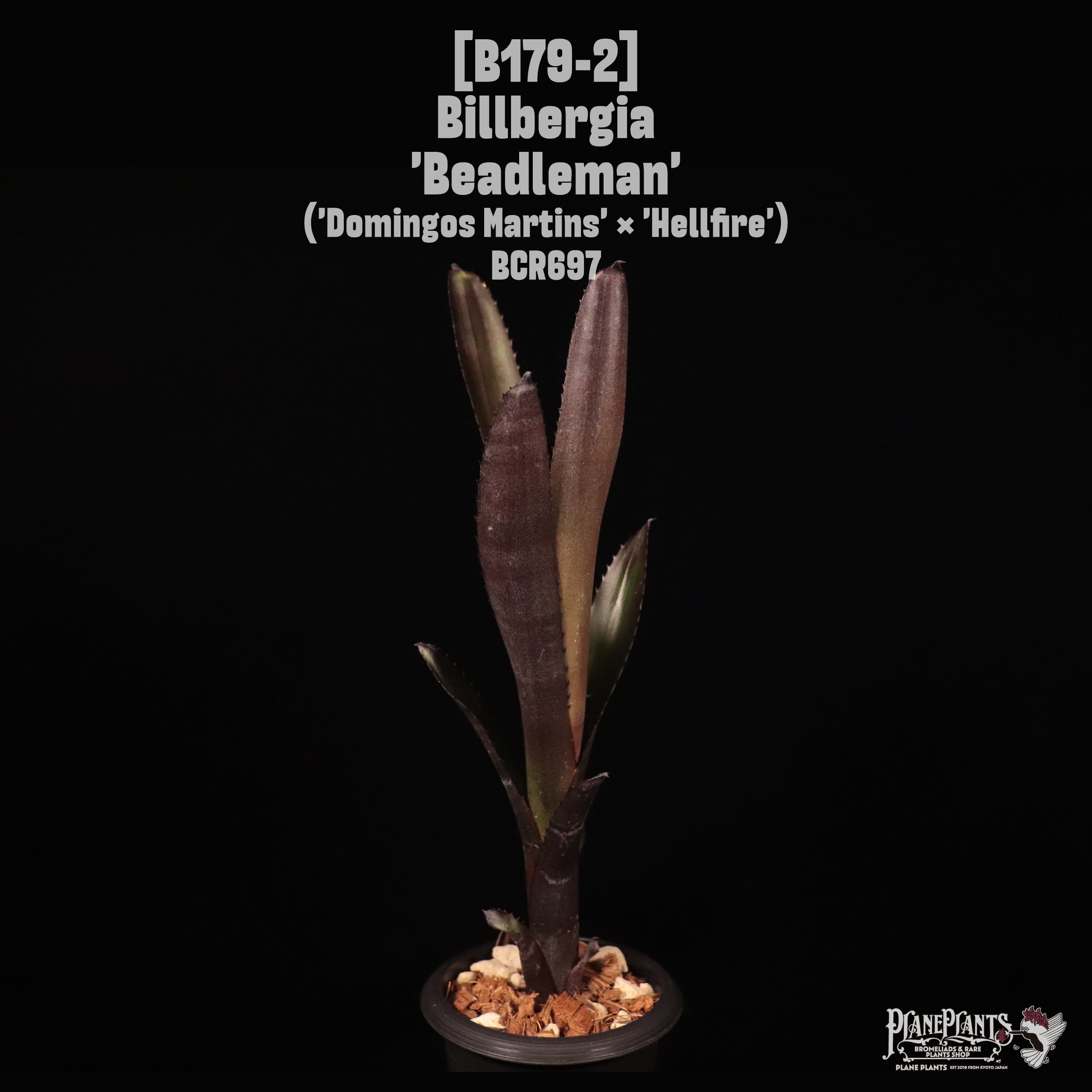 Billbergia 'Beadleman'〔ビルベルギア〕B179-2