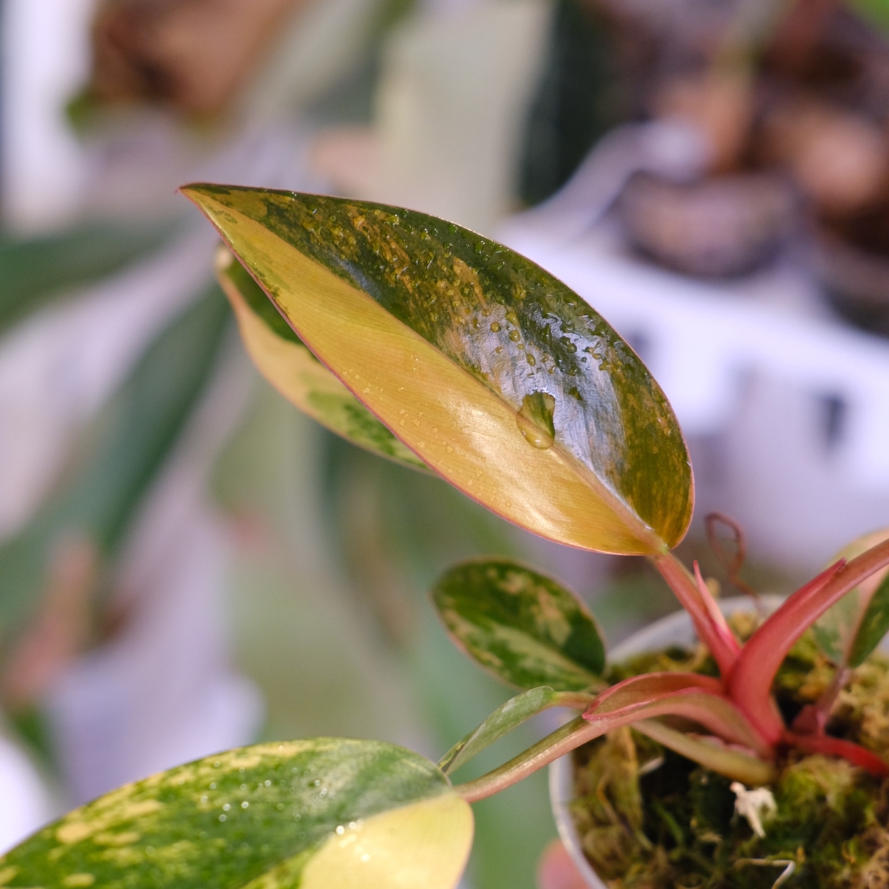 フィロデンドロン・レッドコンゴ④│Philodendron Red Congo