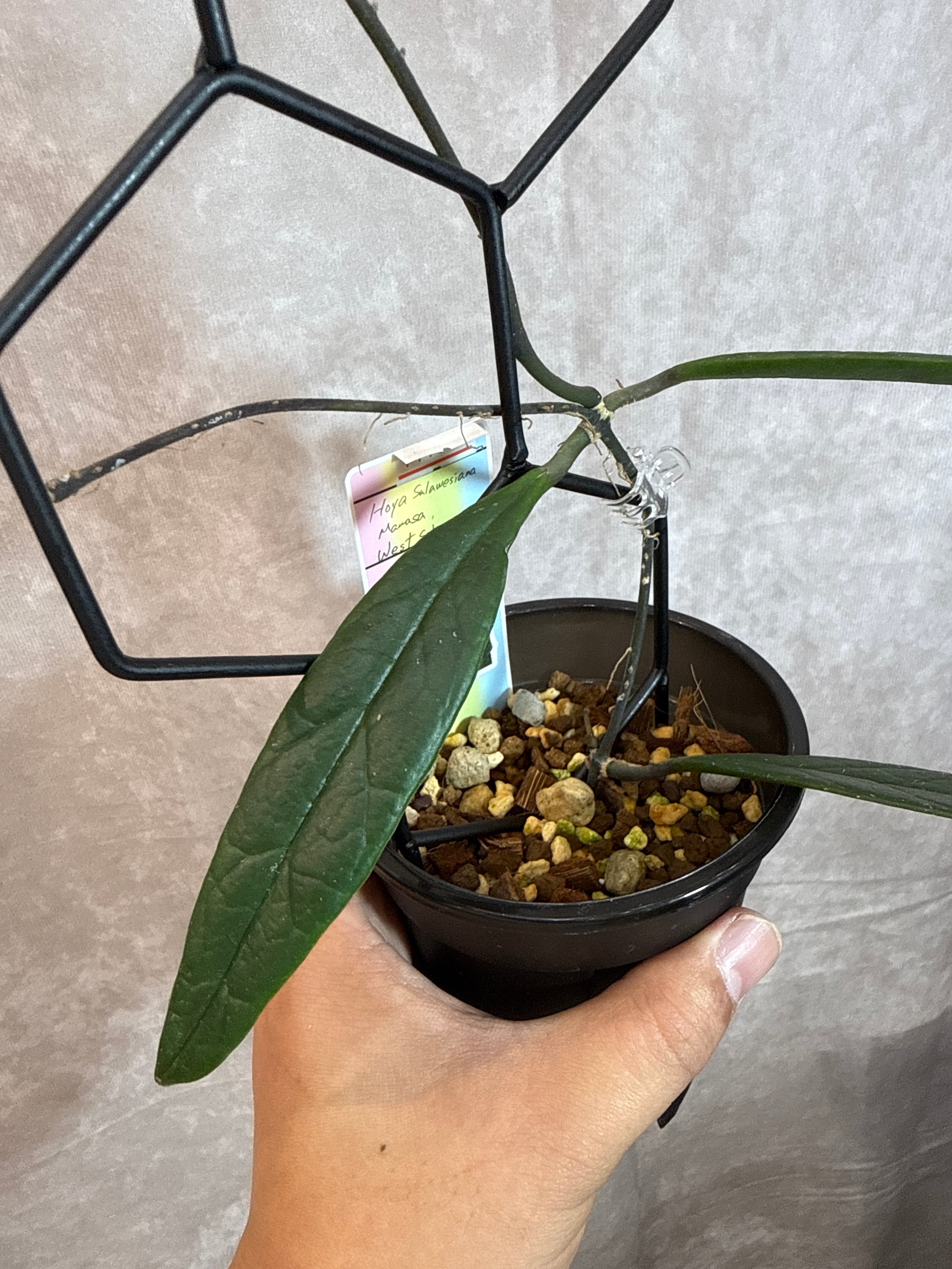 hoya Sulawesiana Mamasa West Sulawesi / スラウェシアナ | Garden