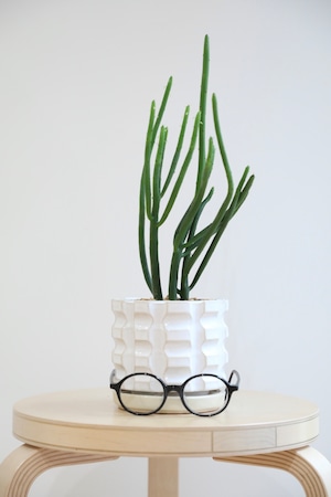 【M】ユーフォルビア オンコクラータ/Euphorbia 　※陶器鉢付き