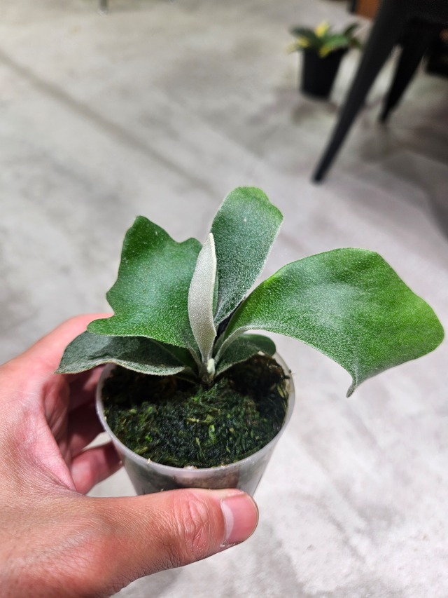 P.willinckii SPA × P.willinckii Moon Light × P.veitchii Auburn River Sporelings 【artPLANTs/PLANTS GARAGE 】ビカクシダ#Platycerium