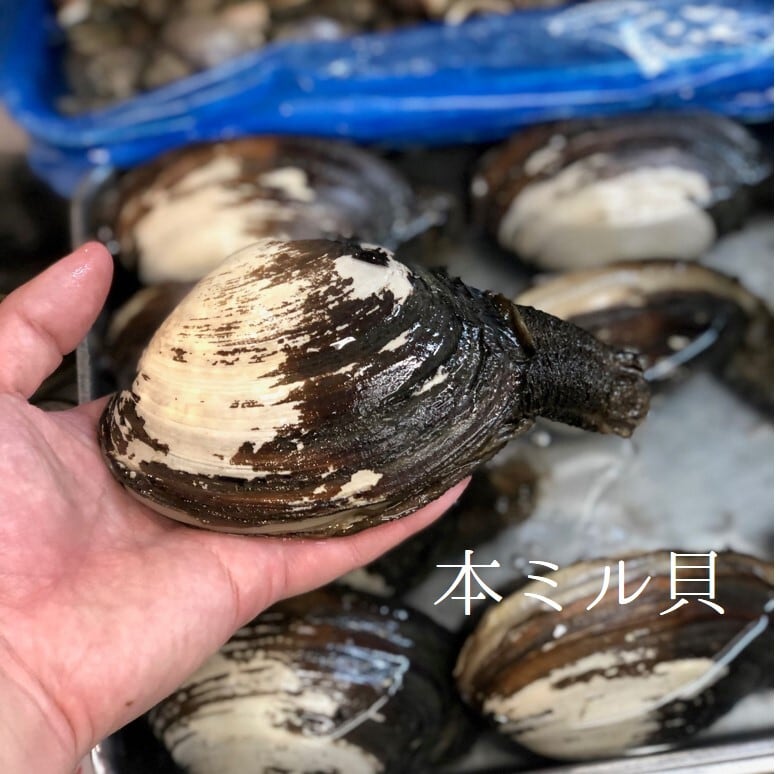 本ミル貝 海松貝 みる貝 約1キロ（1個約300-500g）三重・愛知 他 豊洲