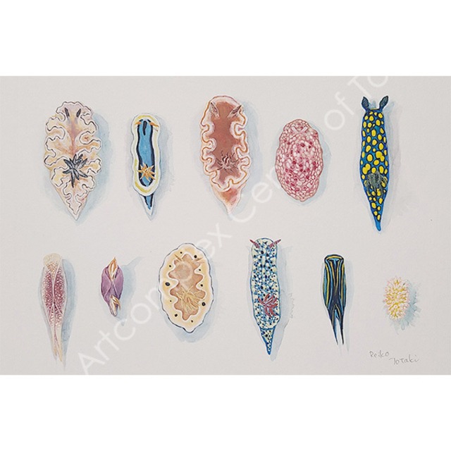 上滝玲子「Collection No.1」