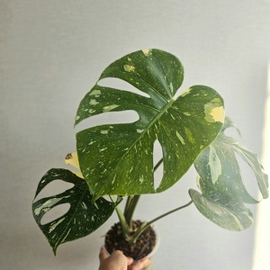 ①〔Monstera​ Thai Constellation〕モンステラデリシオーサタイコンステレーション イエローモンスター 斑入り