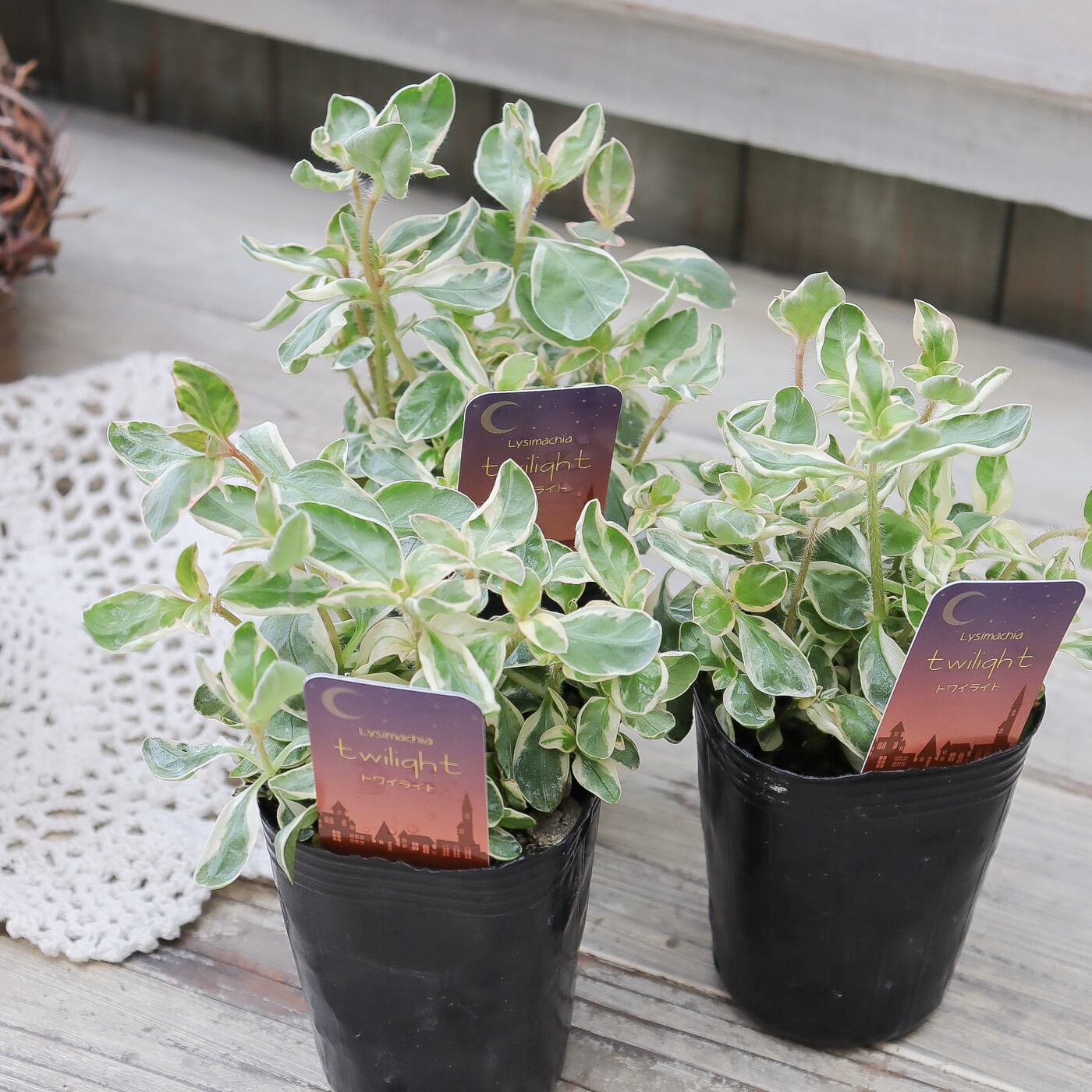 リシマキアトワイライト他 おまとめ6品種 リシマキア 'トワイライト' 斑入りリーフ苗 ― 淡いグリーンとクリーム