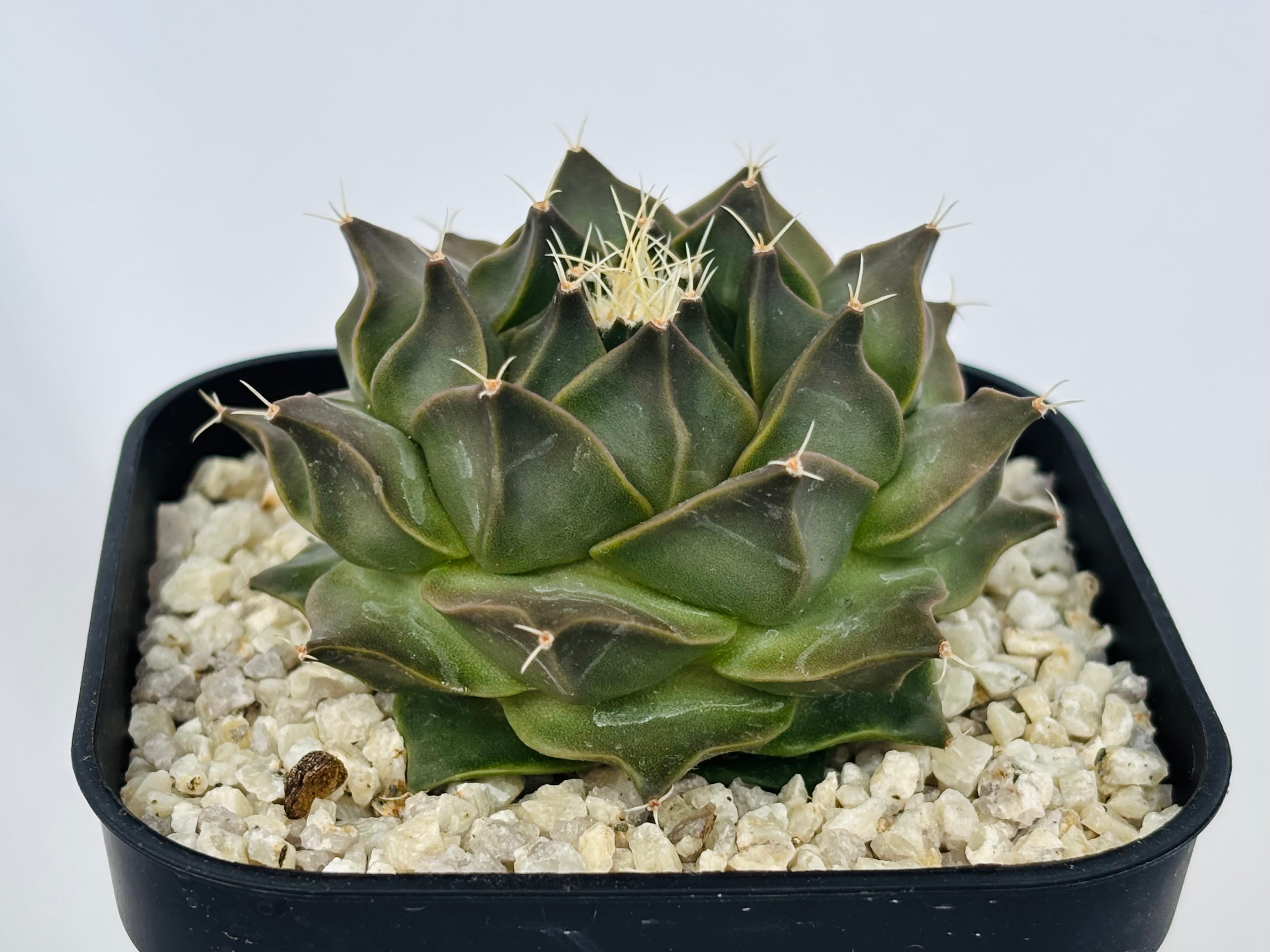 Obregonia オブレゴニア | plants MARU ーサボテン・多肉植物のお店ー