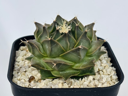 Obregonia denegrii　オブレゴニア　大疣帝冠　サボテン