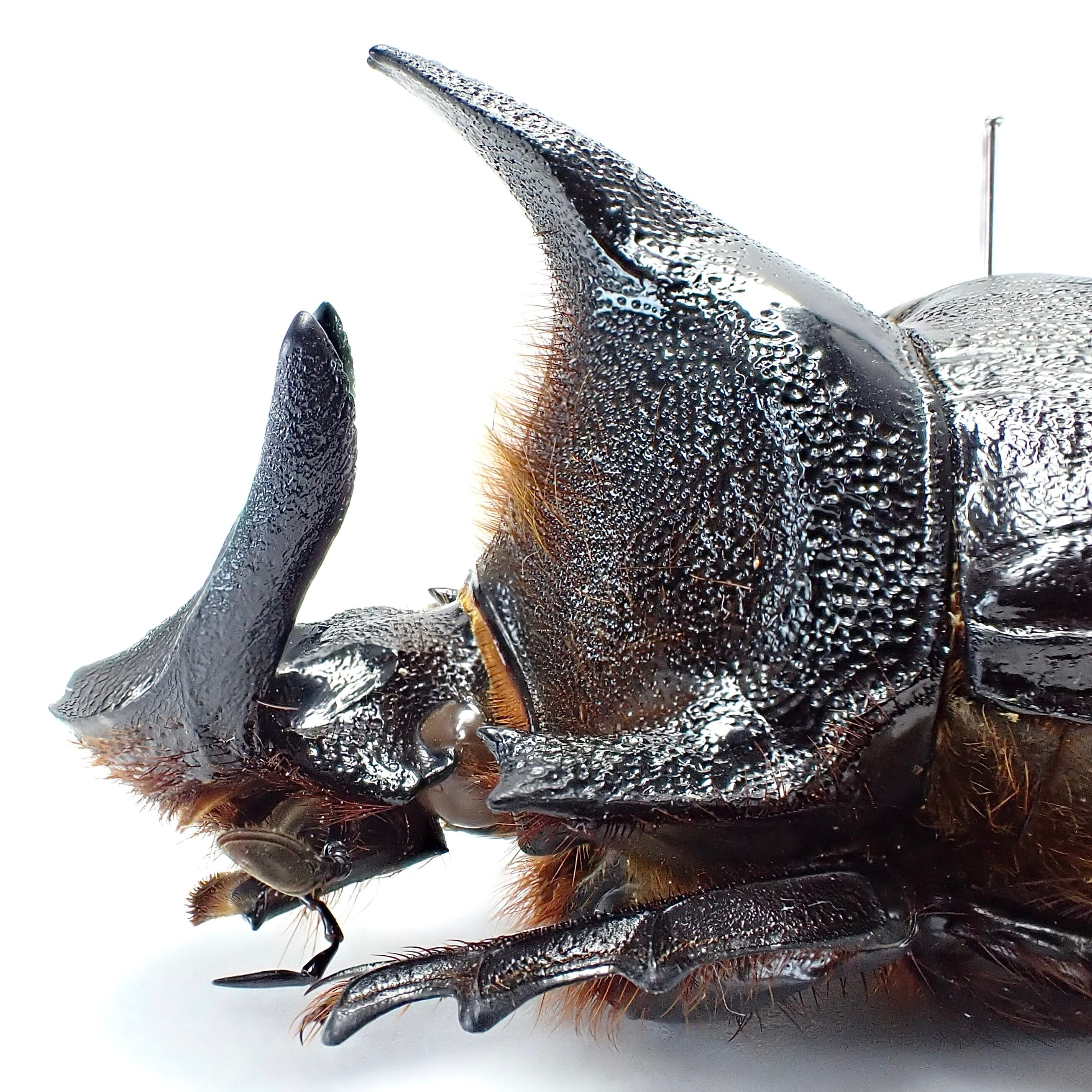 ザンビア産 Heliocopris andersoni ♂♀ 56mm/52mm XXL | PAY ID