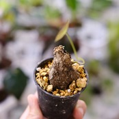 Stephania kaweesakii / ステファニア カウィーサキー㉙/ 観葉植物