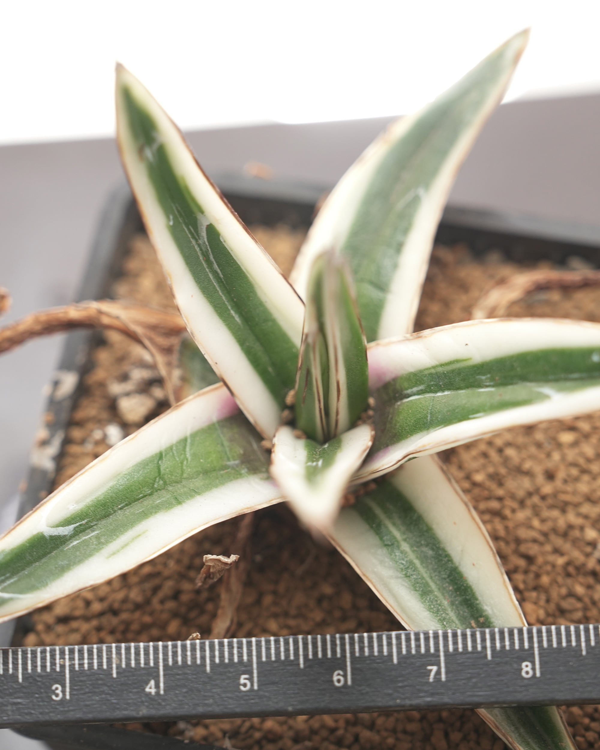 多肉植物　エケベリア　氷山　大きめ　抜き苗 多肉植物 エケベリア 氷山 大きめ 抜き苗 観葉植物