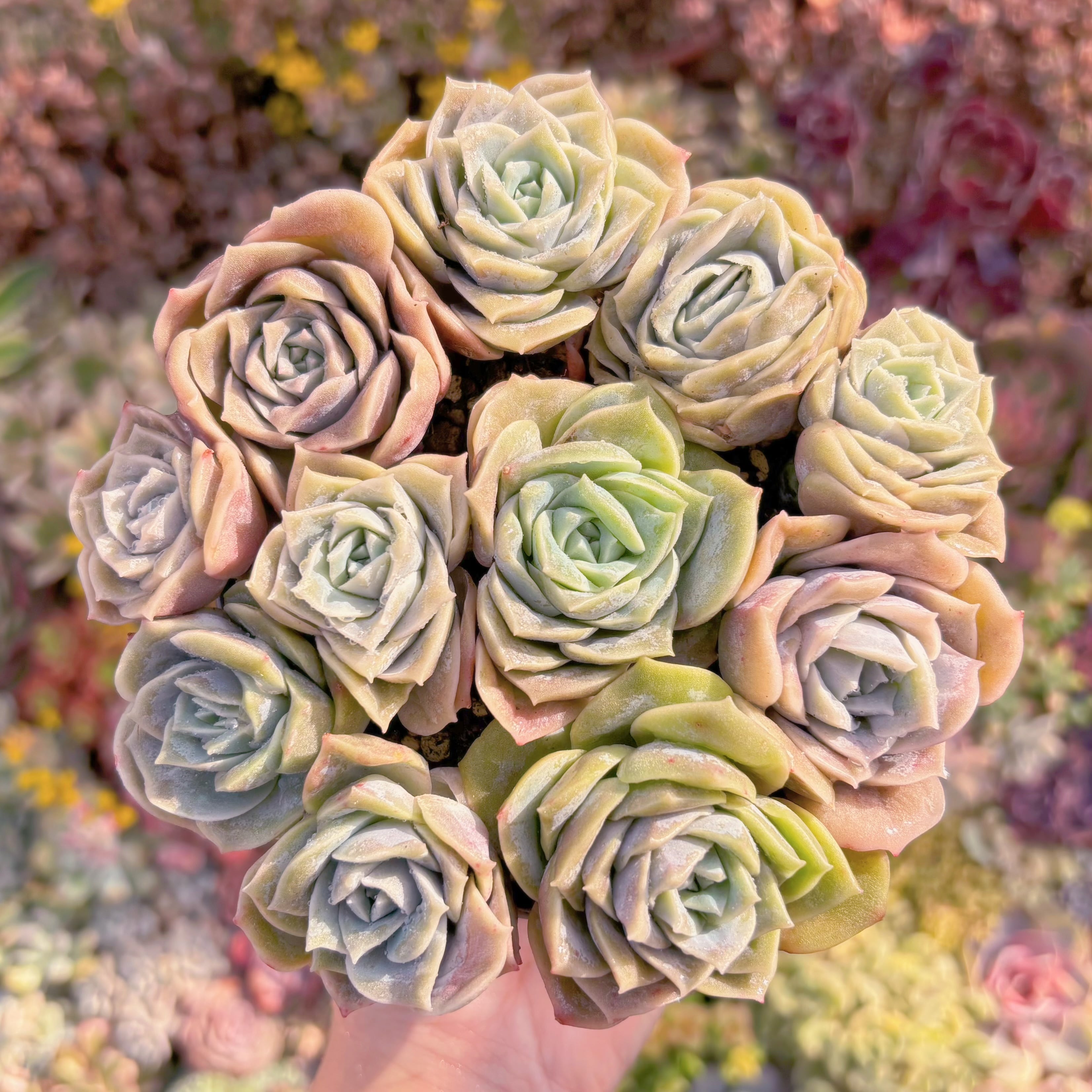 現品　ラブリーローズ#M006　るる農園