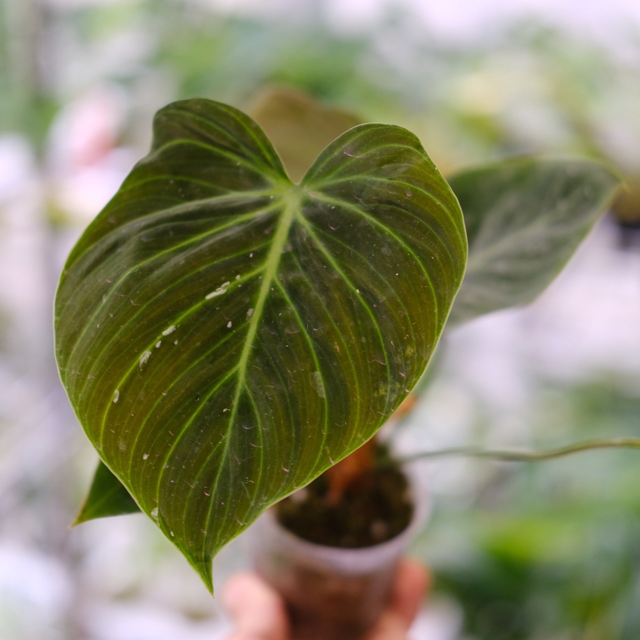 フィロデンドロン エルチョコレッド / Philodendron "El Choco Red"⑦ / 観葉植物<育て方・花言葉>