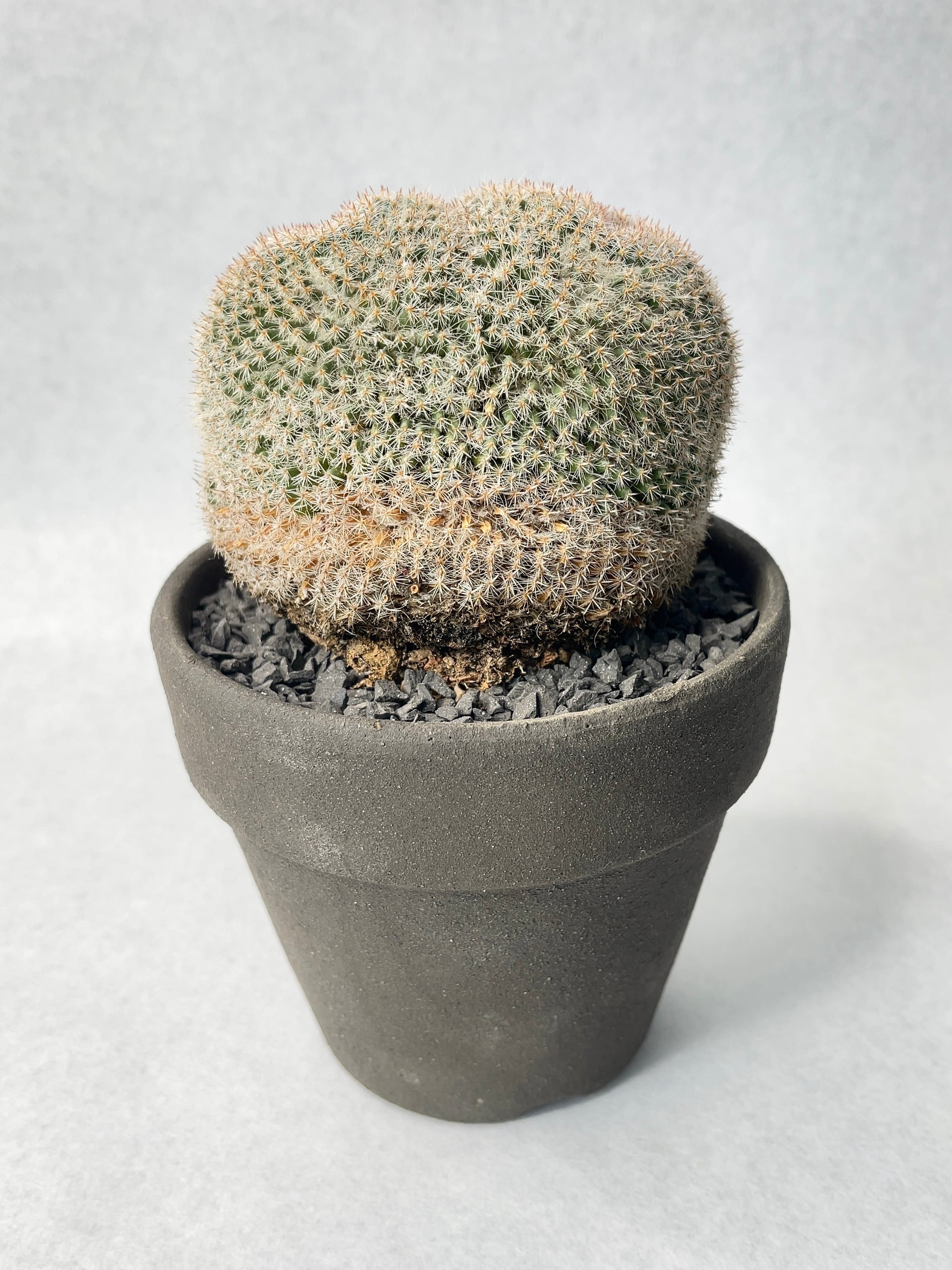 【美株】マミラリア 大福丸 国内実生 陶器鉢入 塊根植物 サボテン コーデックス マミラリア・大福丸 | trigger