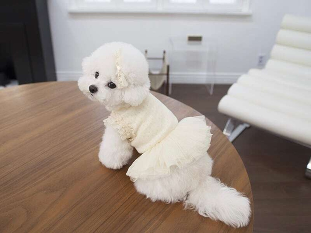 予約【cocochien】シエラチュチュ